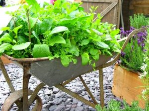 Portable vegetable garden